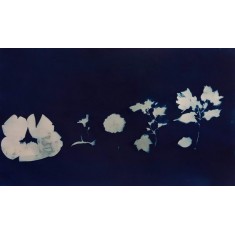Hafsa Moin, 17 x 22 Inch, Cyanotype, Abstract Painting, AC-HAFM-001